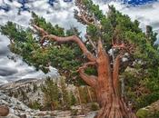 Oldest Non-clonal Tree World