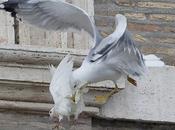 Symbolic Release White Doves Cruel Ways Kovvuru Congress
