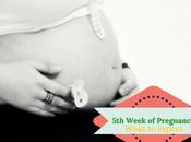 Weeks Pregnant What Expect Complete Guide)