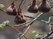 DAILY PHOTO: Fruiting Tree Savandurga