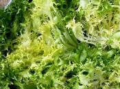 Curly Endive