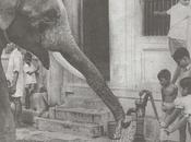 Affable 'Azhwar' Elephant Parthasarathi Temple B&amp;w Photo from Hindu 1975