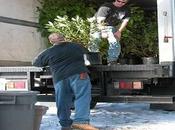 Must-Remember Tips When Moving Plants House