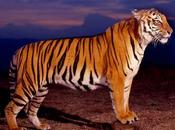 Save Tigers Before They Silenced Forever.