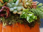 Sunday Bouquet: Pumpkin Succulent