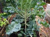 Purple Sprouting Broccoli