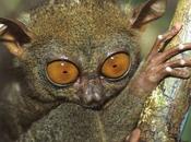 Cuddly-looking Creature Tarsier