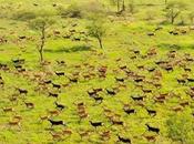 Wild Migration South Sudan Elephants Killed Zimbabwe