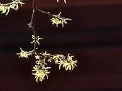 Witch Hazel