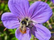 Summit County Citizens Voice