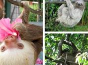 Costa Rica Diary: Animals Rica!