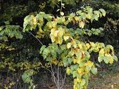 Tree Following November Pauses