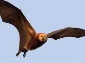When Science Ignored: Mauritius Starts Culling 18,000 Threatened Fruit Bats