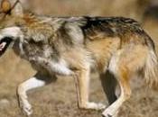 Wildlife Weekly Wrap-Up Defenders Blog