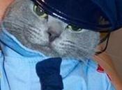 Crime Fighting Police Cats