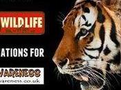 Saving Tigers Means Supporting “legit Orgs.” Ground