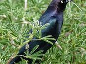 Some Wild Animals More Tolerant Human Interaction Than Others?