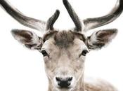 Deer!