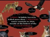 Wildlife Services