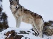 Tragic Blow Oregon’s Wolves