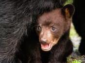 Psychological Reality Equals Orphaned Bear Cubs