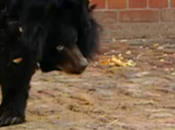 Black Bear Becomes Unlikely Friend with