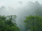 Platform Reveals Much Carbon Locked Tropical Forests Lost Global Forest Watch