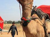 DAILY PHOTO: Regal Camel