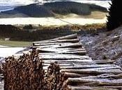 Forestry Sales Notch Scottish Record