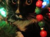 PHOTOS: Crazy Cats Dogs Ruin Christmas