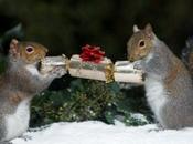 Banging Animals Pulling Christmas Crackers