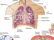 Herbal Remedies Bronchial Asthma