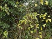 Tree Following Quince Perseveres