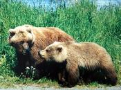 Obama Administration Pushes Delist Yellowstone Grizzly Bear Howling Justice