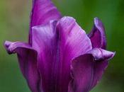 Friday Fotos: Tulips