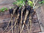 Parsimonious Parsnips