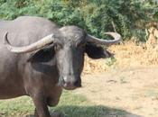 DAILY PHOTO: Water Buffalo Khajuraho