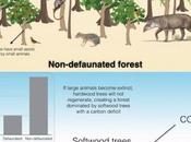 Decline Tropical Animals Could Hasten Climate Change
