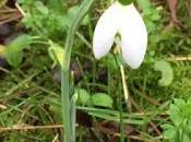 First Snowdrop