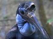 Meet Maybelline Abyssinian Ground Hornbill Display Albuquerque