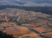 Growing Demand Rice Palm ‘driving Mangrove Deforestation’