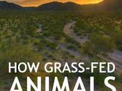 Holistically-managed, Grass-fed Cows Save Planet! Neat Video About Mimicking Nature with Grazing Animals Only Reverse Desertification, Also Global Warming.