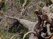 Ripple Desk Featuring Despite Raven,