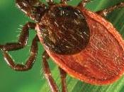 Lesson 1350 Diagnosing Chronic Lyme Winter