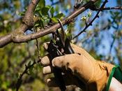 Follow These Simple Tree Cutting Safety Tips