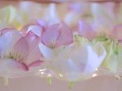 Monday Flowers Floating Hellebores