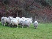 Sheep .... Yorkshire Shepherdess