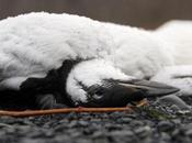 Starved Dead Birds Washing Alaska Beaches, Knows