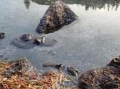 Grazing Monitoring Report–2015