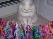 Trapped Surrounded Cats (Cat Circles)